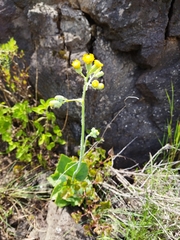 Senecio rhomboideus