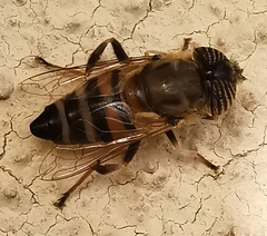 Eristalinus taeniops