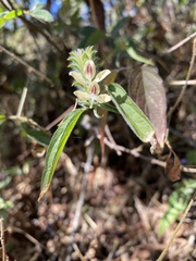 Tetramerium nervosum