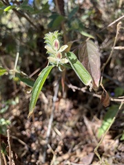 Tetramerium nervosum