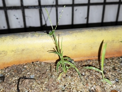 Digitaria radicosa
