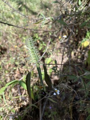 Tetramerium nervosum