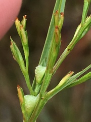 Scleria muehlenbergii
