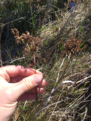 Juncus oxymeris