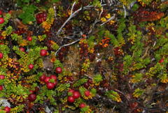 Empetrum rubrum