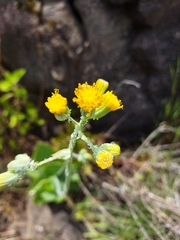 Senecio rhomboideus