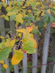 Cotoneaster bullatus