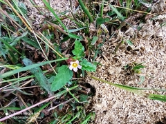 Melochia corchorifolia