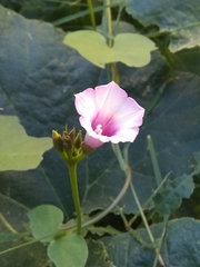 Ipomoea grandifolia