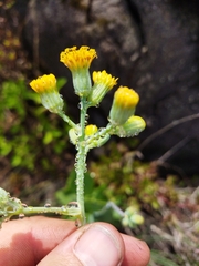 Senecio rhomboideus