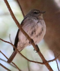 Muscicapa adusta adusta