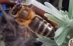 Apis mellifera