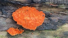 Trametes cinnabarina
