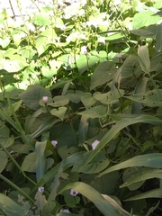 Ipomoea grandifolia