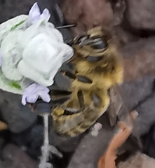 Apis mellifera