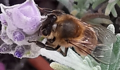 Apis mellifera