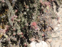 Leucospermum wittebergense
