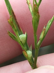 Scleria muehlenbergii