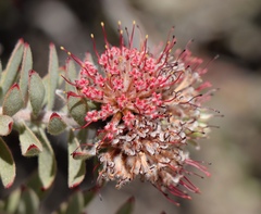 Leucospermum wittebergense