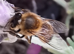 Apis mellifera