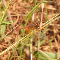 Neurothemis intermedia
