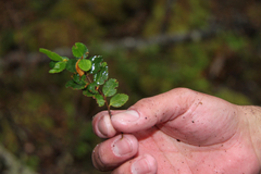 Nothofagus betuloides