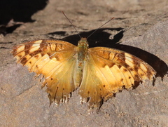 Vagrans sinha