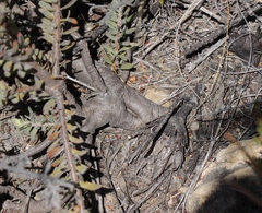 Leucospermum wittebergense