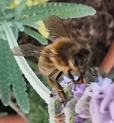 Apis mellifera