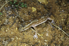 Lucasium steindachneri