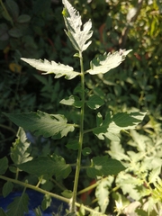 Solanum lycopersicum