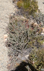Leucospermum wittebergense