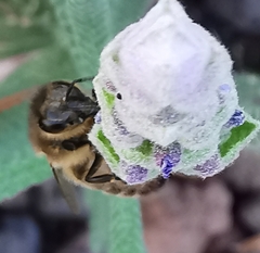 Apis mellifera