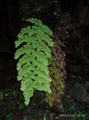 Adiantum concinnum