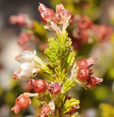 Erica glomiflora