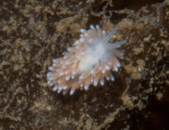 Cuthona nana