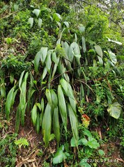 Molineria capitulata