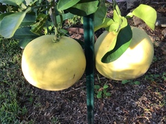 Citrus maxima