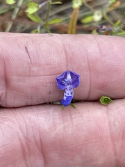 Trichostema setaceum