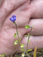 Trichostema setaceum
