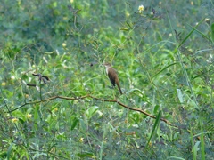 Acrocephalus orientalis