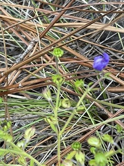 Trichostema setaceum
