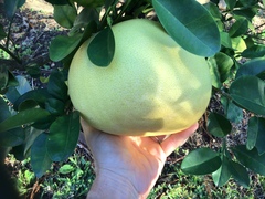 Citrus maxima