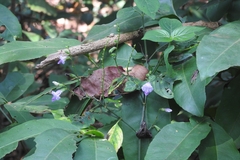 Asystasia dalzelliana