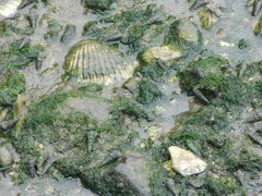 Cerithideopsis