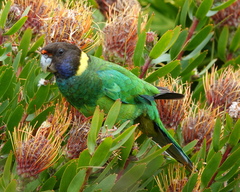 Barnardius zonarius semitorquatus