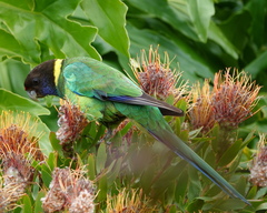 Barnardius zonarius semitorquatus