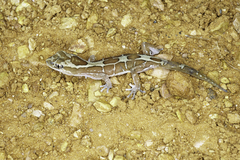 Lucasium steindachneri