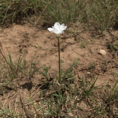 Zephyranthes drummondii