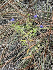 Trichostema setaceum